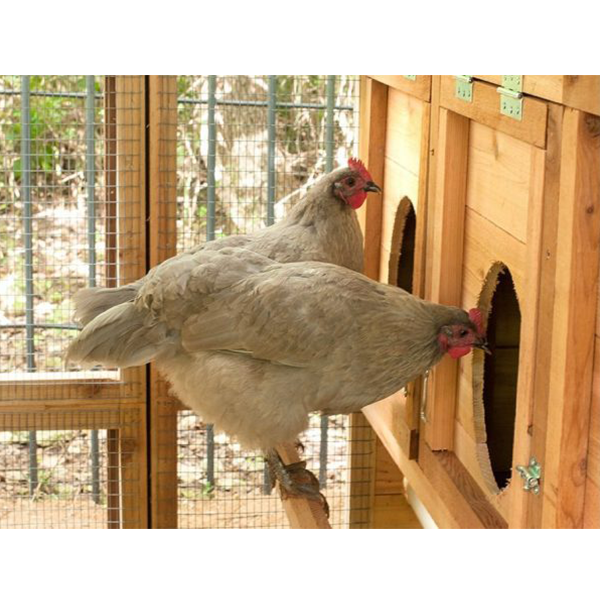 WALK-IN COOP DOMED CHICKEN HOUSE